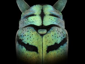 Sternus, Photographie de Pascal Goet