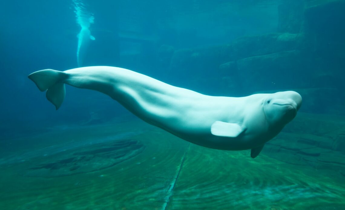 baleine blanche ou béluga