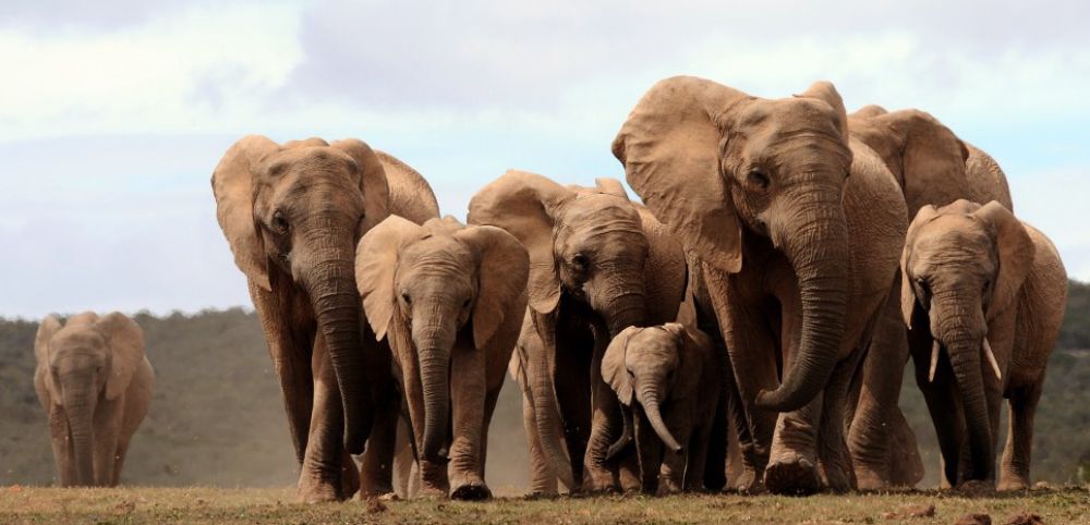 Photo d'éléphants de Botswana