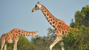 Photo de girafes