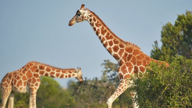Photo de girafes