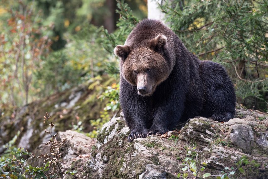 Photo d'un ours