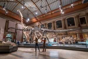 Photo de squelette de dinosaures
