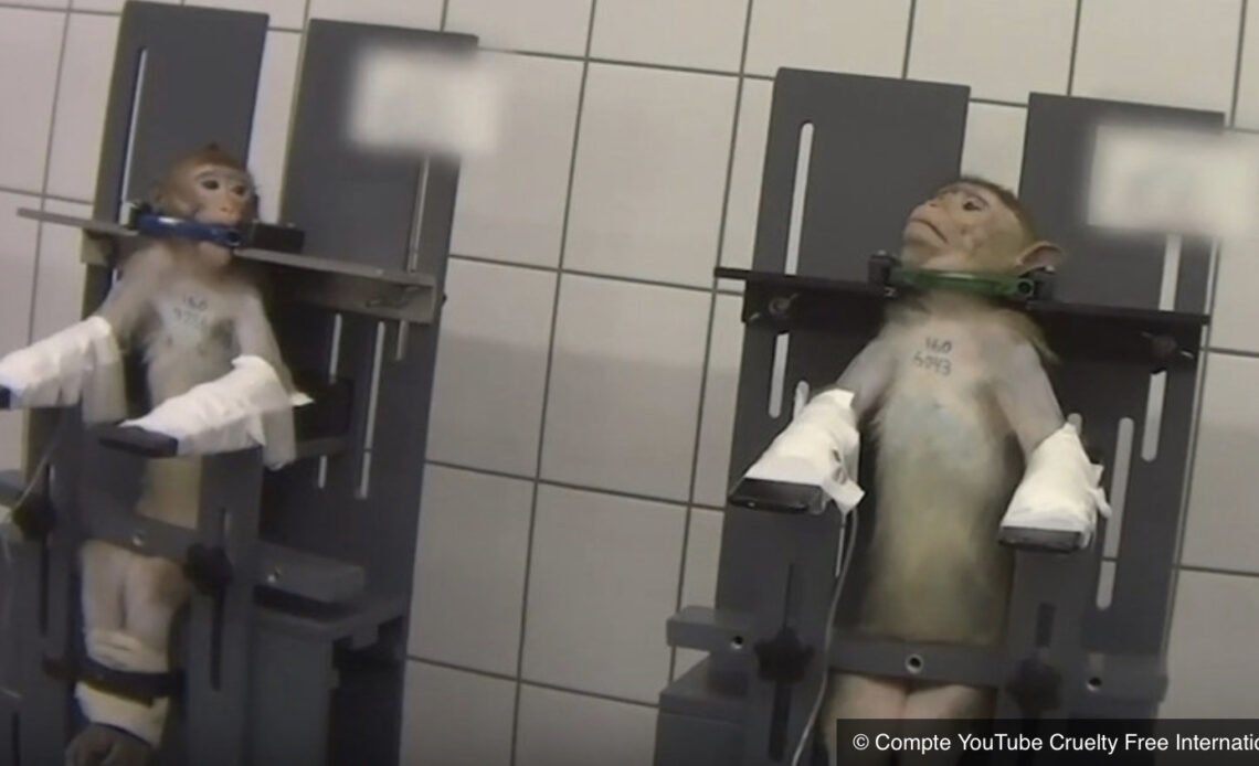 Singes attachés par le cou