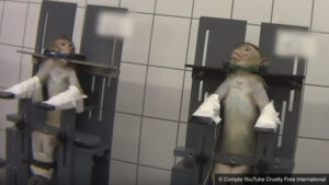 Singes attachés par le cou