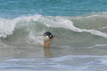 Un manchot qui fait du surf