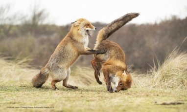 Des renards qui font de la gym