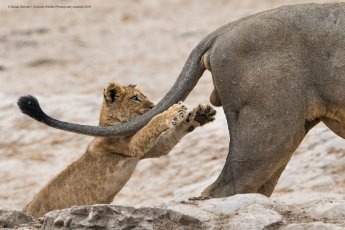 Un lionceau qui va attraper les bourses d’un lion