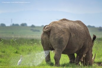 Un rhinocéros qui marque son territoire sur un oiseau