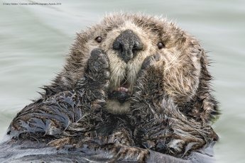 Un castor visiblement choqué