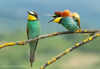 Deux oiseaux qui s’embrouille