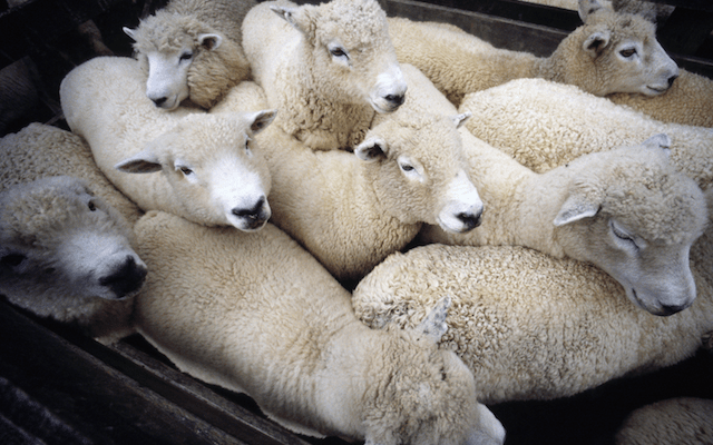 Une 10aine de moutons entassés