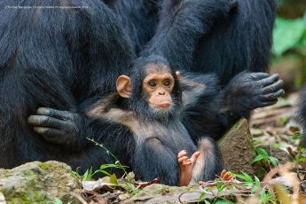 Un singe bien détendu