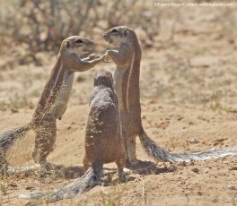Un mariage de suricates