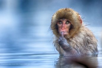 Un petit singe avec un air bien malicieux