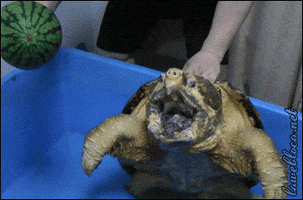 Tortue 