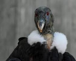 oiseau