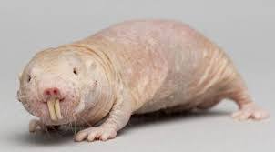 rat taupe