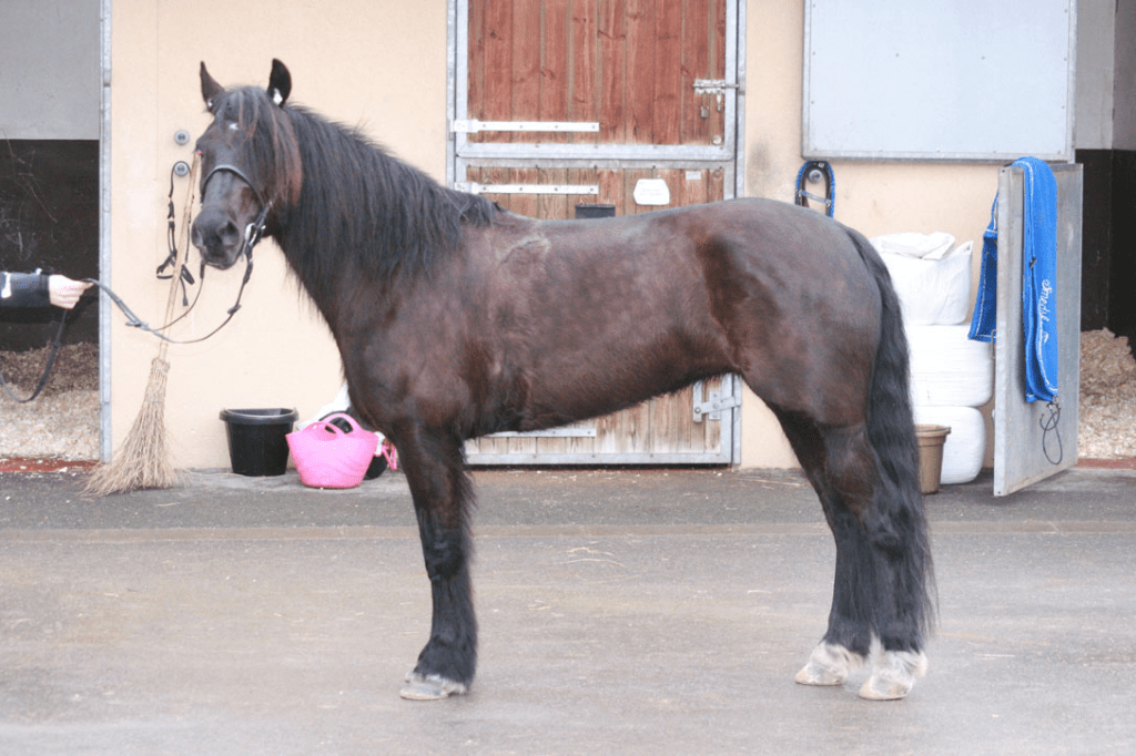 Katla Kiro, un trotteur sang froid, ici stationné à Grosbois