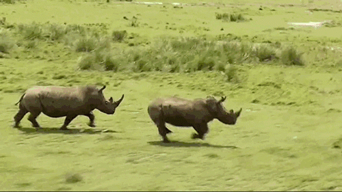 Rhinocéros