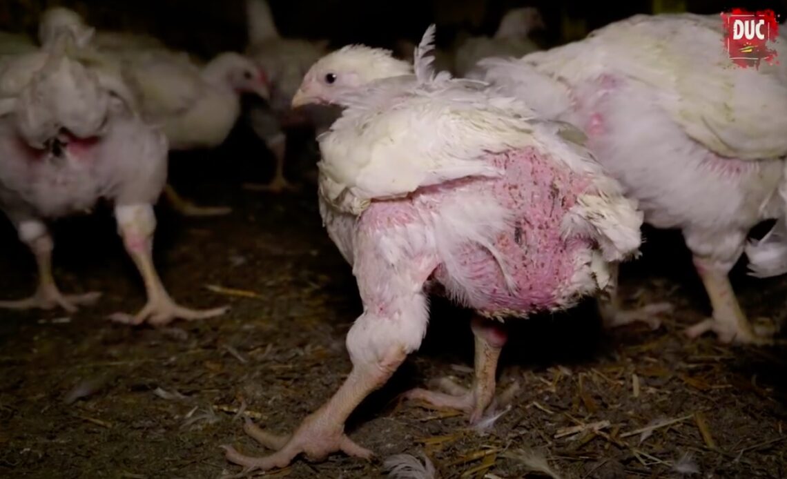 Elevage intensif de poulets, L214 s'empare du sujet