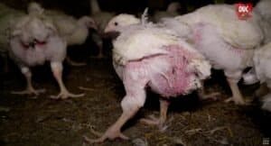 Elevage intensif de poulets, L214 s'empare du sujet