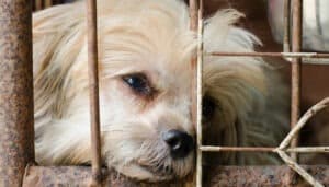 Chien victime de maltraitance animale