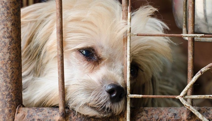 Chien victime de maltraitance animale