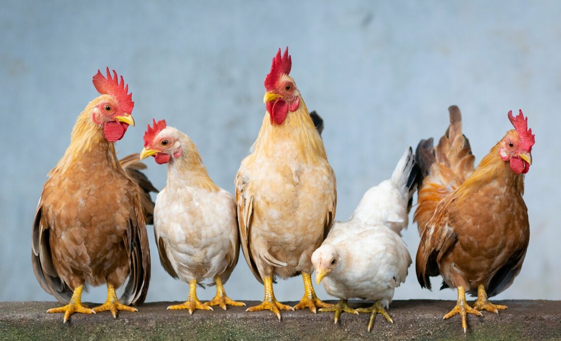 Singapour autorise la vente de viande artificielle