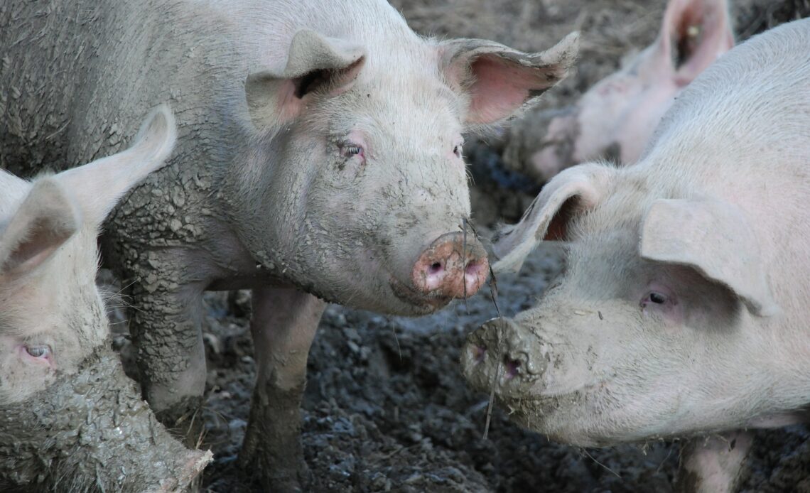 L214 dénonce les maltraitances animales d'une filière Herta