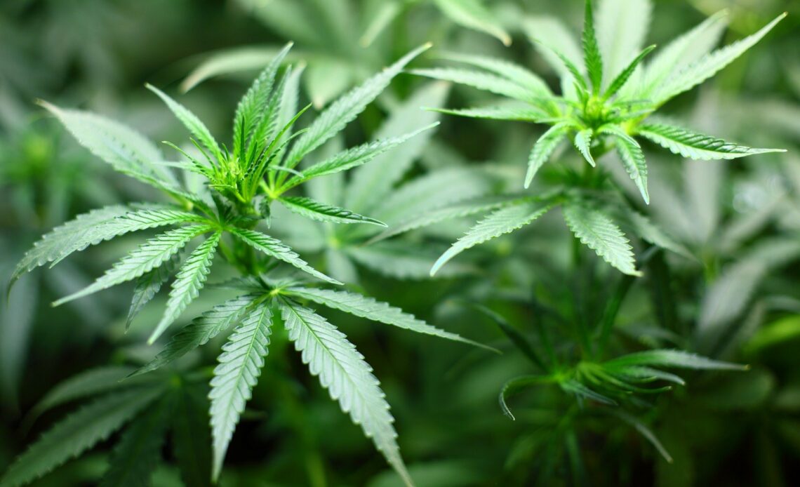 L'ONU reconnaît le potentiel médical du cannabis
