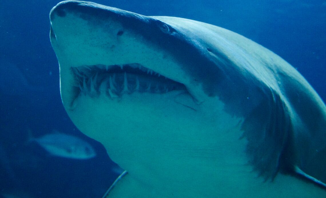 requin blanc Espagne