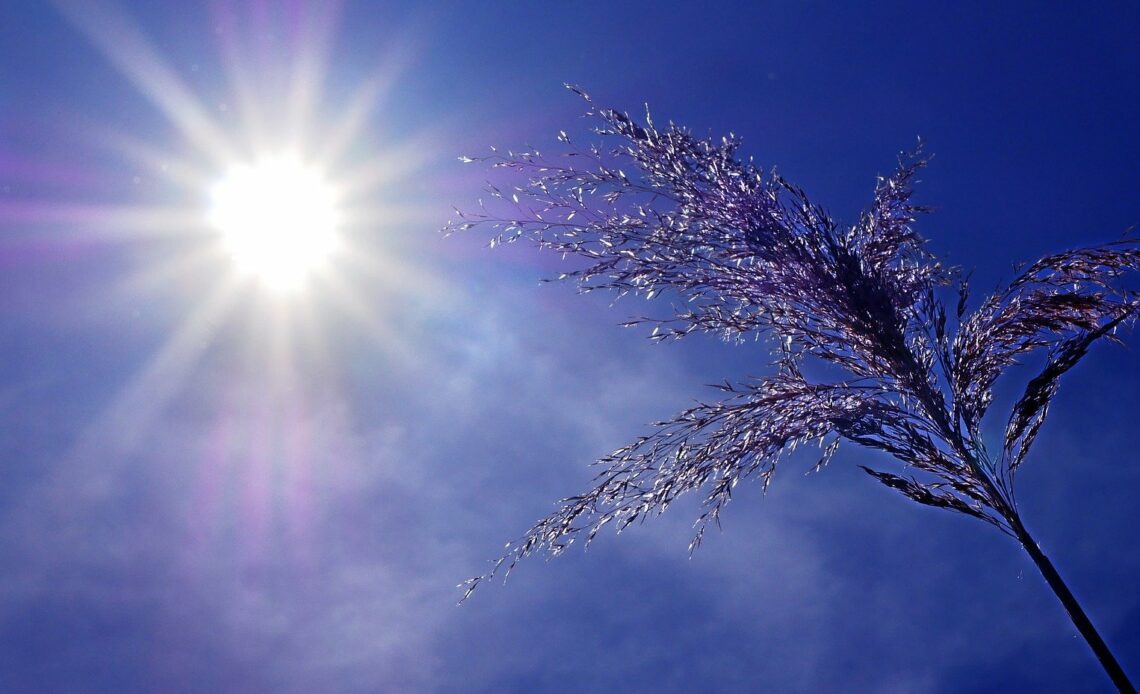 vague de chaleur pic de chaleur canicule différences fortes chaleurs météo France