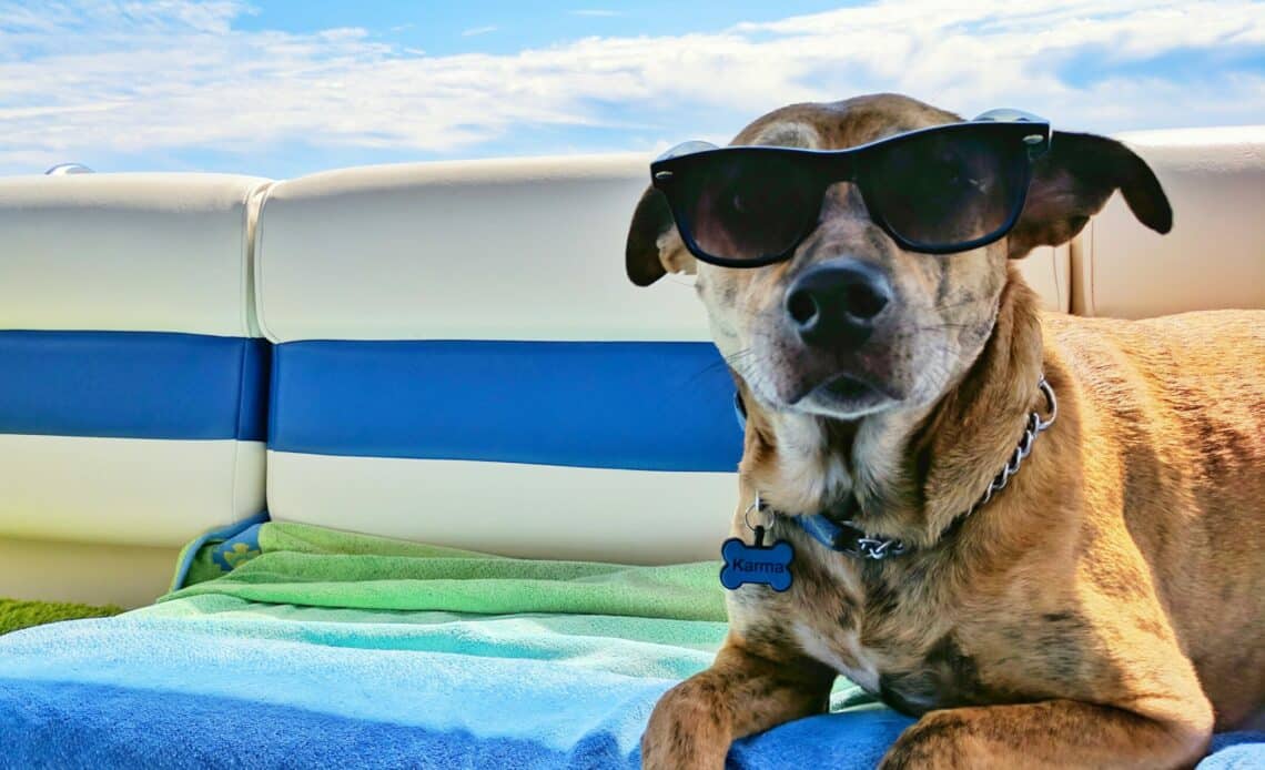 conseils animal protection chaleur recommandations canicule animaux