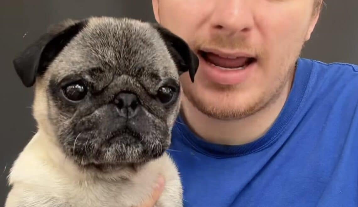Le chien Albert