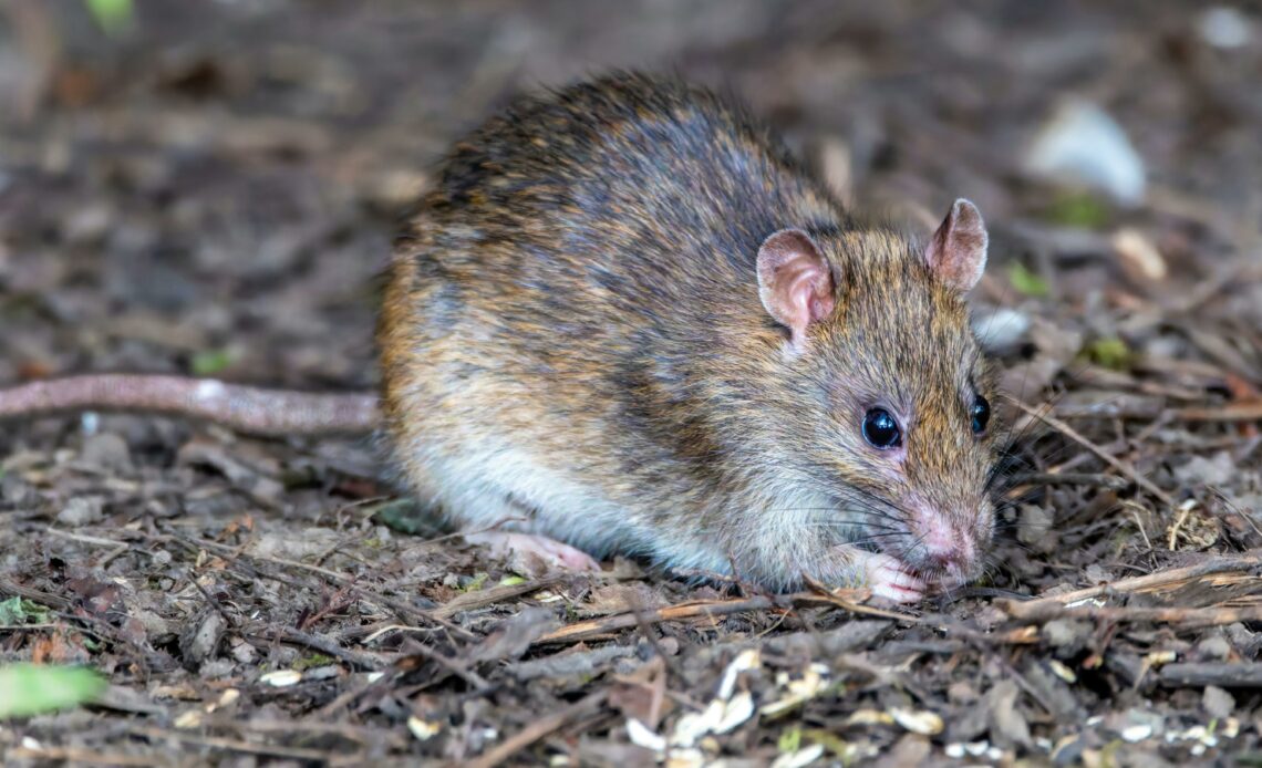 Hantavirus