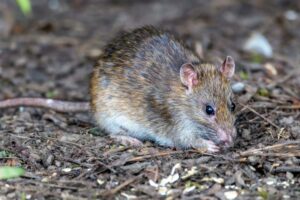 Hantavirus